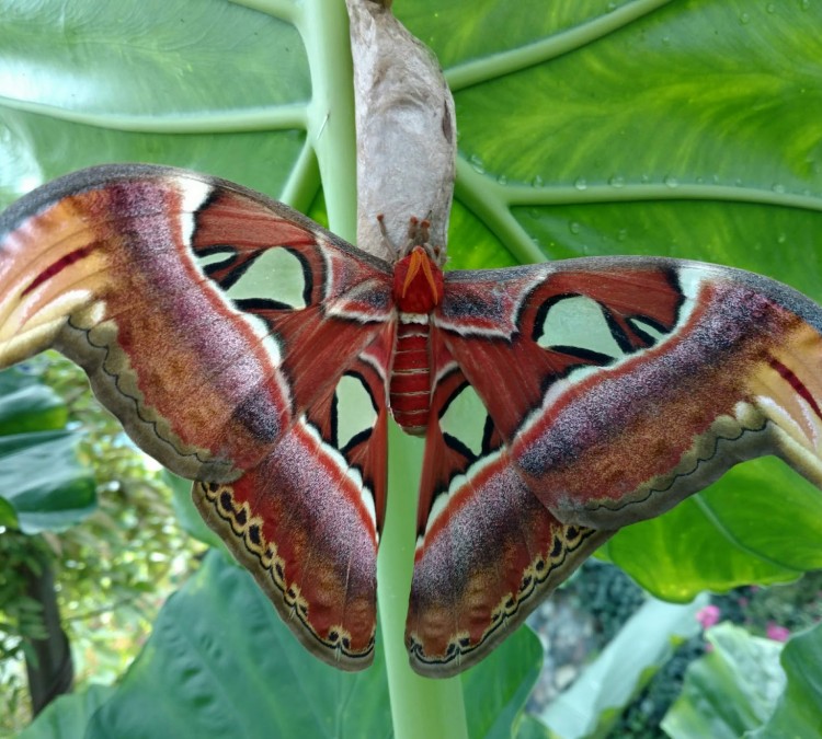 gt-butterfly-house-bug-zoo-photo